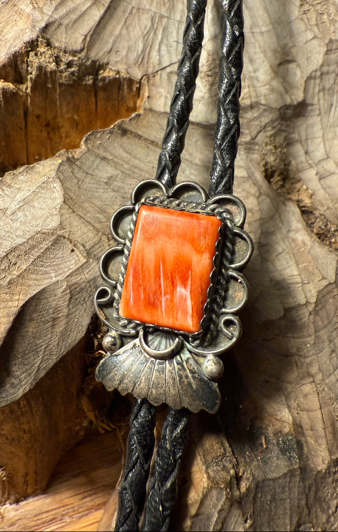 Spiny Oyster Bolo