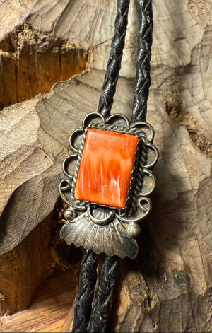 Spiny Oyster Bolo
